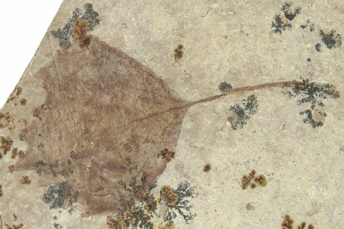 Fossil Poplar Leaf (Populus) - Nebraska #262266